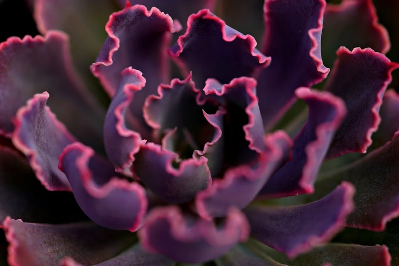 Succulents on Walls